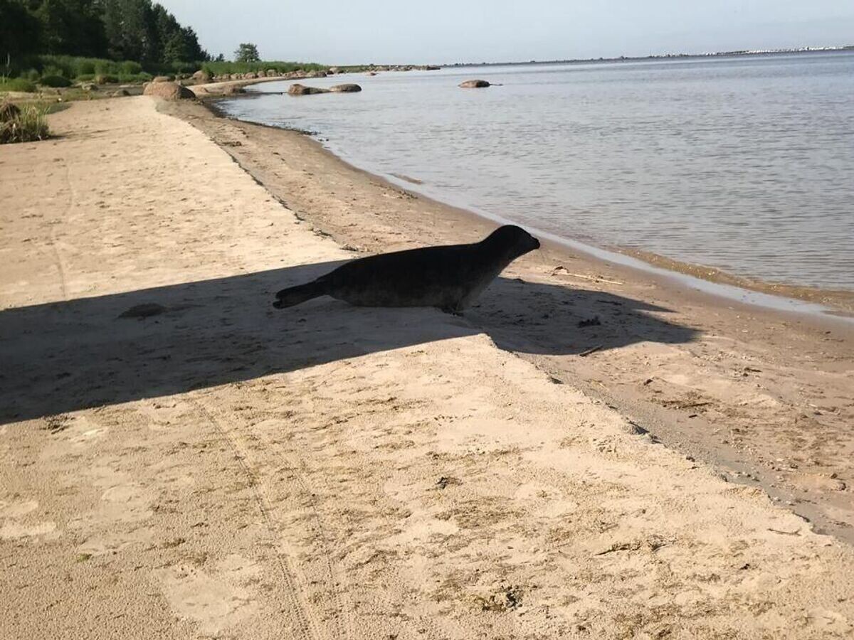    Балтийская кольчатая нерпа, выпущенная в Финский залив после реабилитации в Центре реабилитации морских млекопитающих в Санкт-Петербурге© Фото : ГУП "Водоканал Санкт-Петербурга"