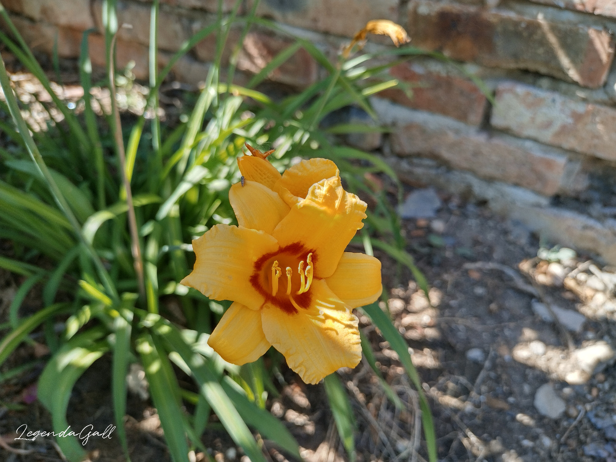 Первые лилейники заканчивают цветение