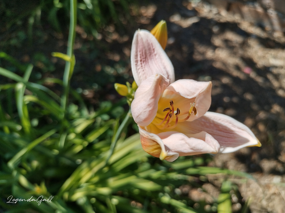 Распускаются вторые, розовые