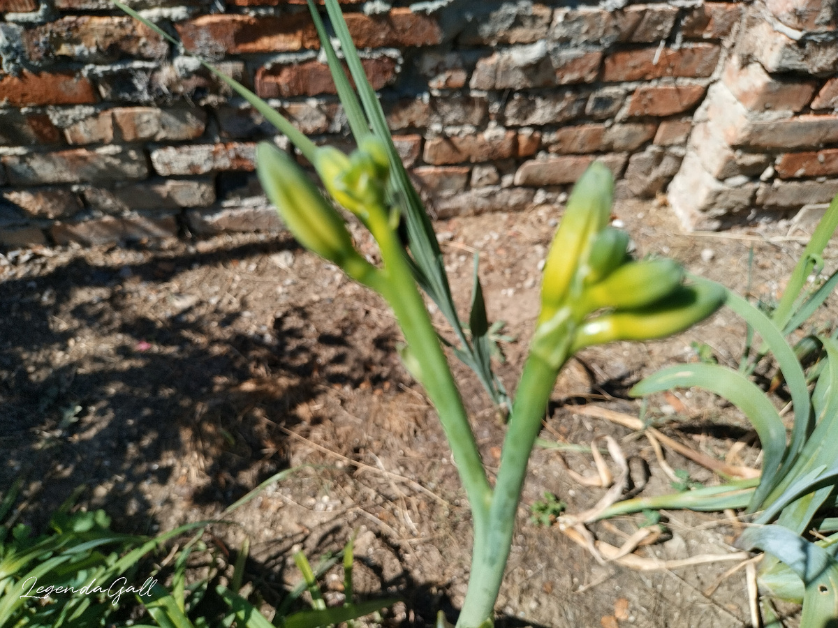 И третьи, самые высокие, пока только бутоны показали.