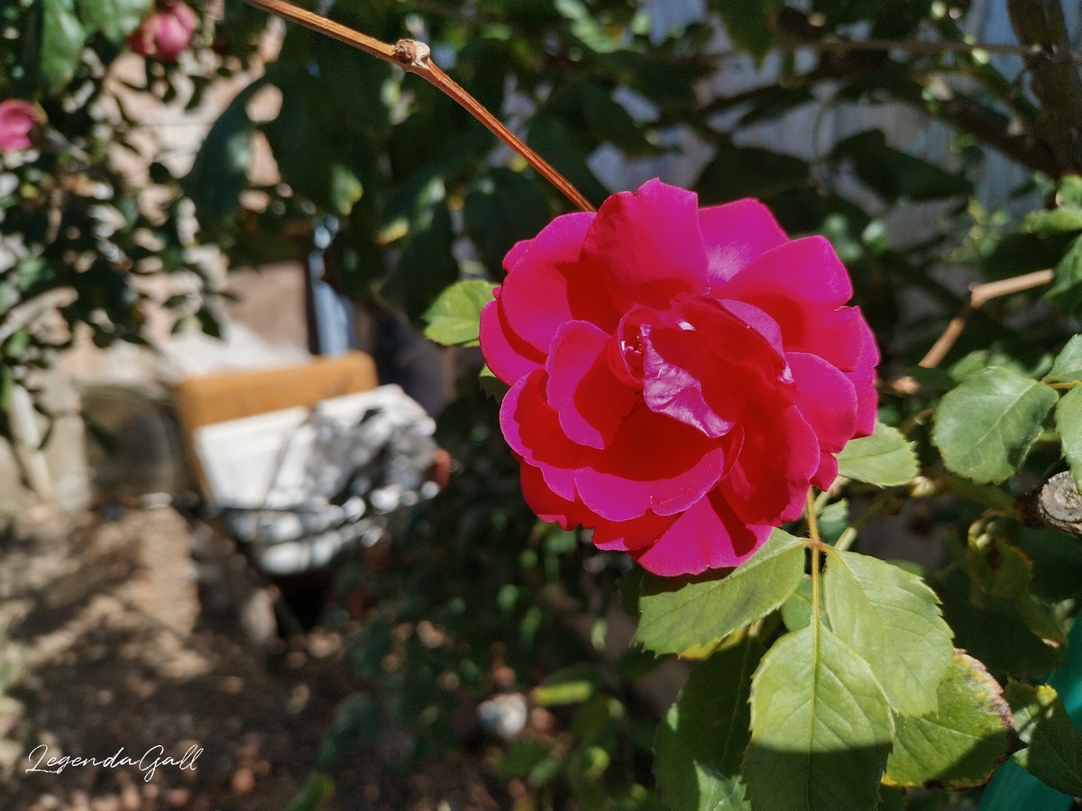 У Фламентанца последний новый цветочек распустился. Остальные всё...