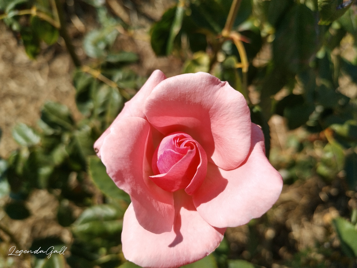 Розовая розочка, очень милая. 