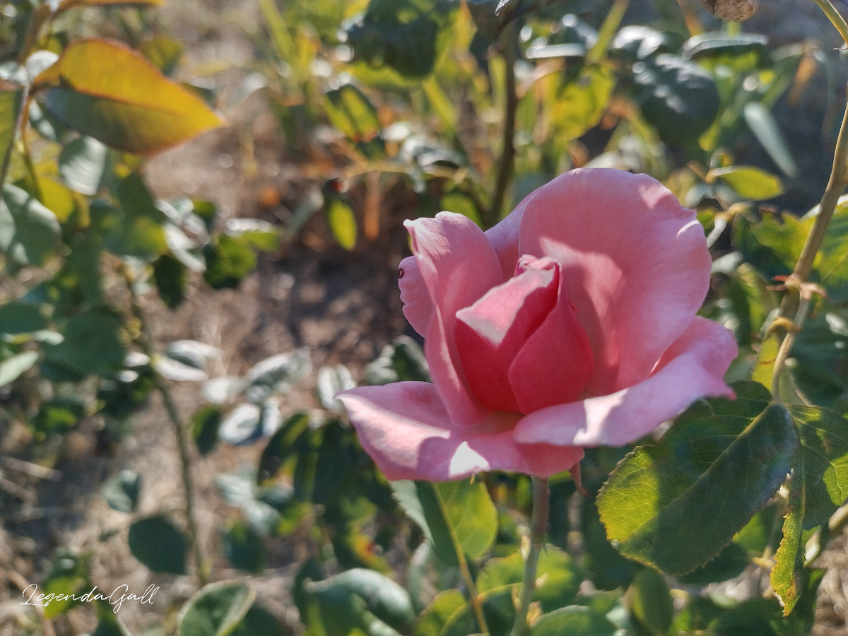 Она же сбоку