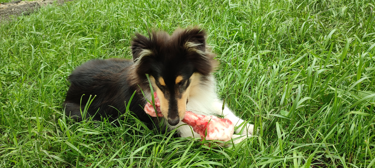 Живанши 3 месяца