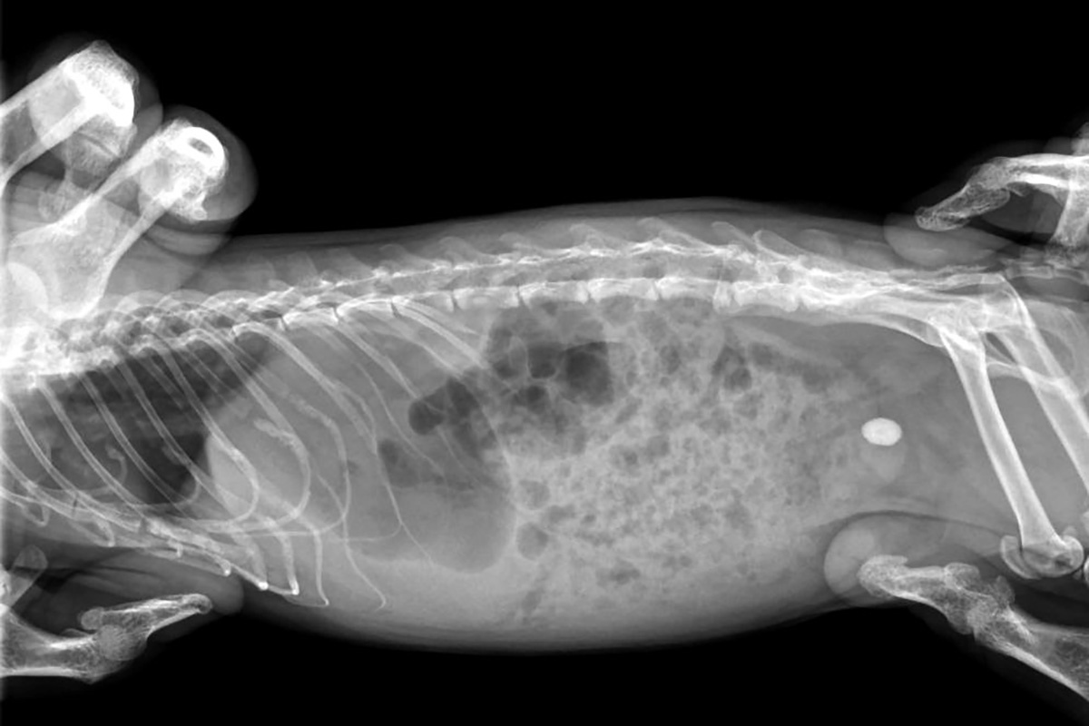 Моя Ветклиника / Telegram📷Рентген морской свинки