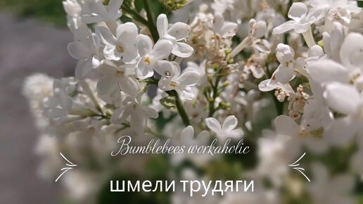 BEE ,Bumblebees, Пчелы,шмели ,бабочки