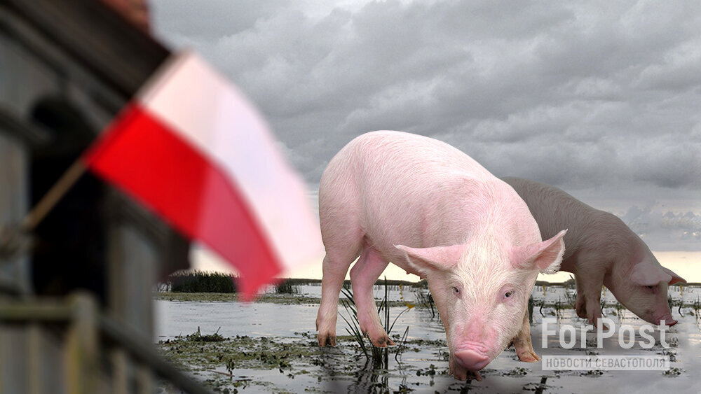 Коллаж ForPost 