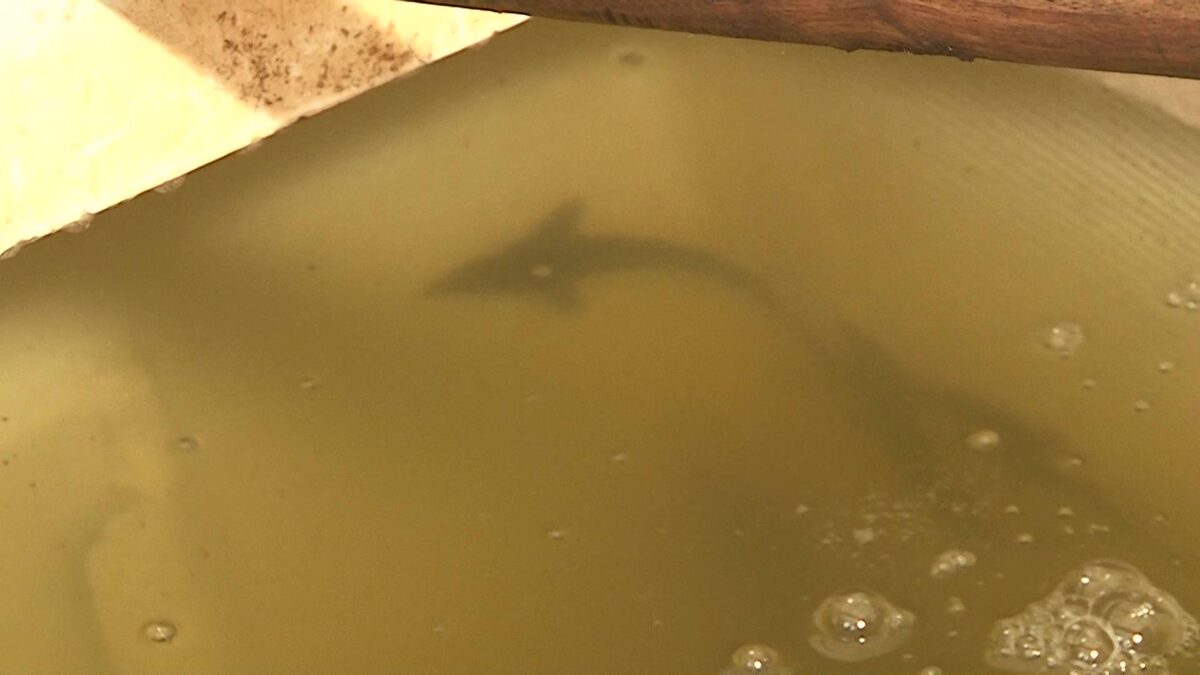   В Башкирии в водохранилище выпустили почти 40 тысяч мальков щуки