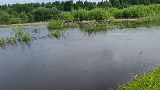 Небольшой поход в лес. Грибов пока нету. Можно собрать молодые шишки на варенье.