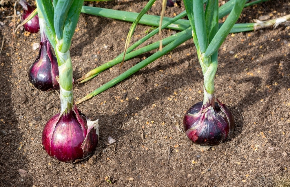    Выяснять все особенности сорта нужно до покупки посадочного материала