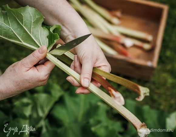 Названы веские причины полюбить ревень