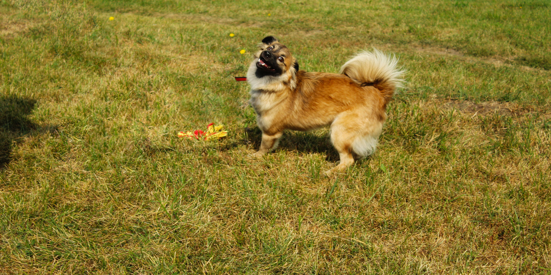 Его брали домой, но возвращали то через сутки, то через несколько дней. А мы просили для этого пёсика очень определённую семью