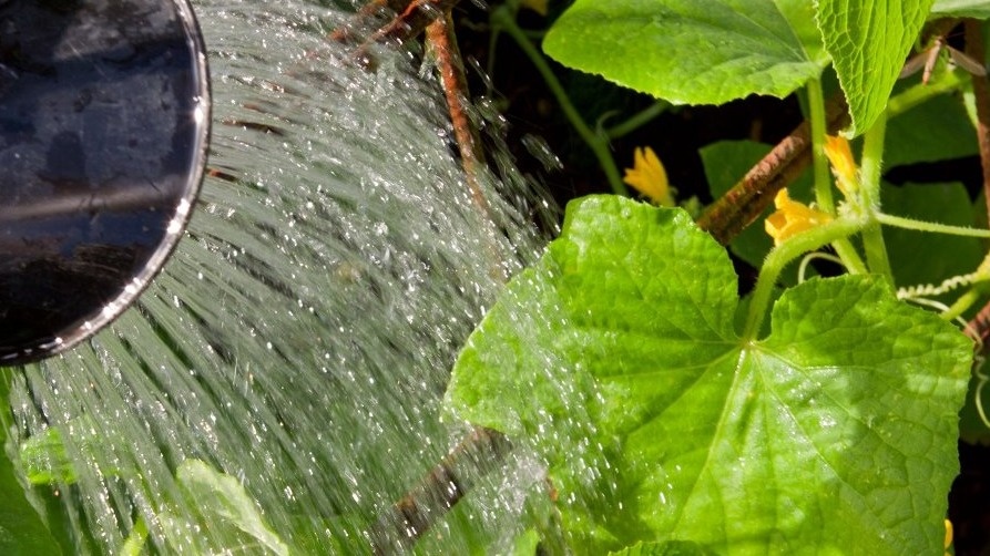 Подкормка огурцов "хлебным настоем". После такого полива собираю обильный урожай овощей (жалею что раньше так не делал)