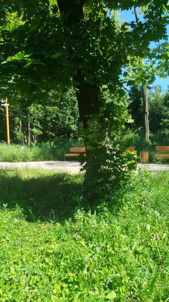 Тень деревьев Ахлебиновской рощи - лучшее место отдыха в Тамбове в любое время года