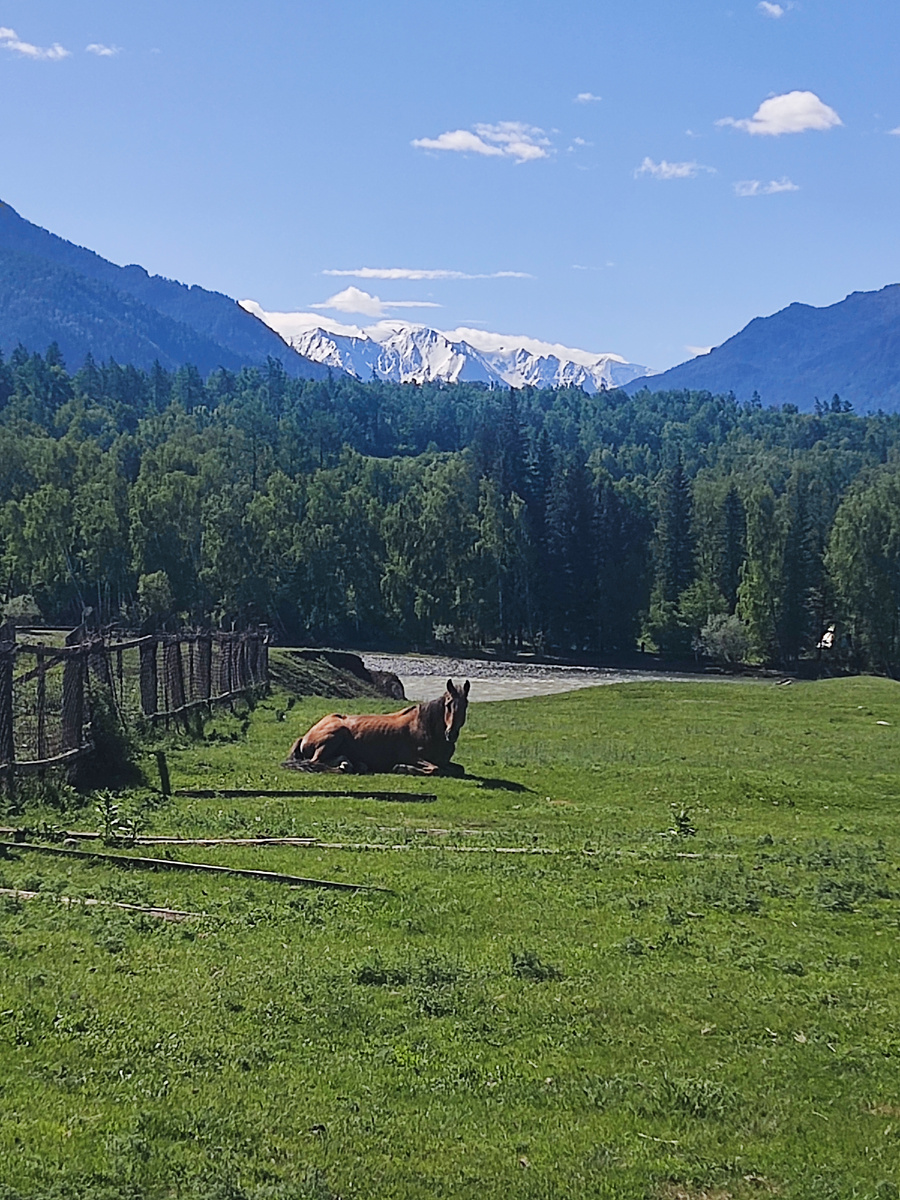 Фото автора. Белуха сразу открылась нам