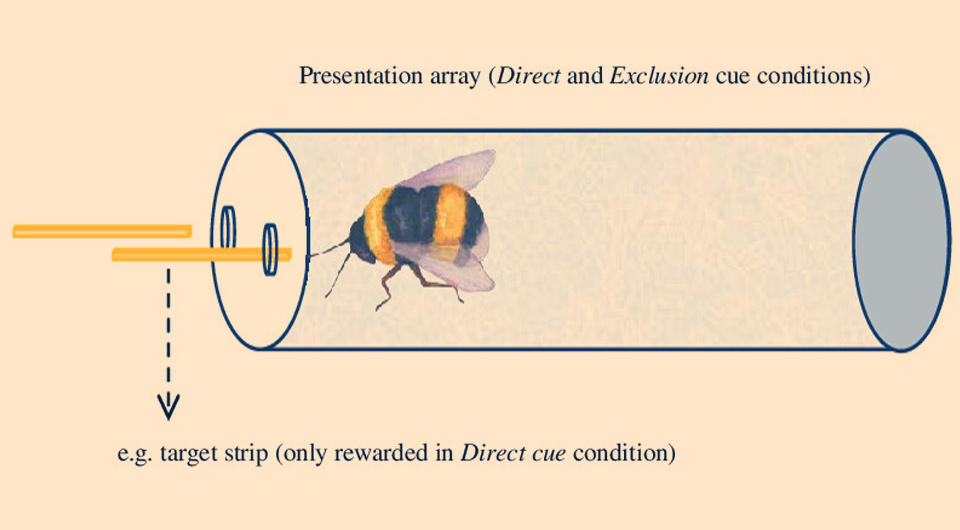   N + 1; Gema Martin-Ordas / Biology Letters, 2024