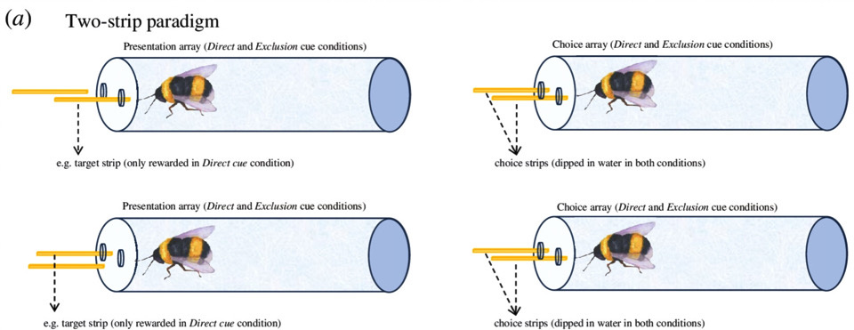   Gema Martin-Ordas / Biology Letters, 2024