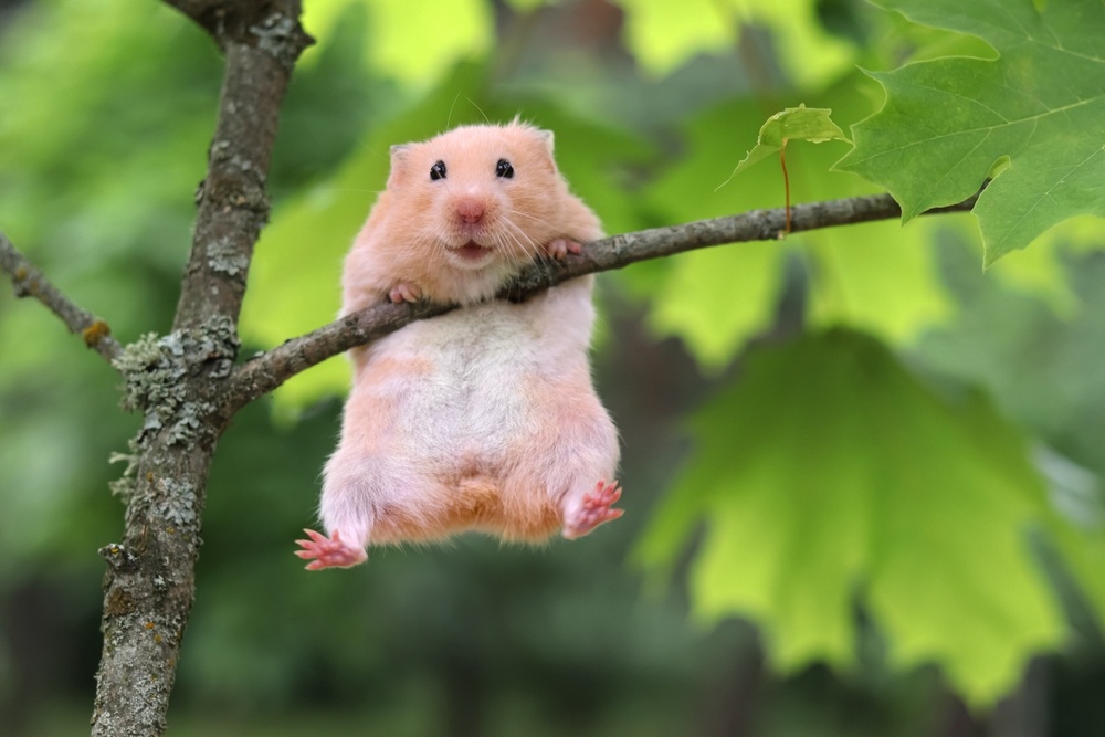 Вы наверняка видели многочисленные мемы про игру Hamster Kombat, а возможно — ваши друзья даже приглашали вас покликать хомяка по специальной ссылке.