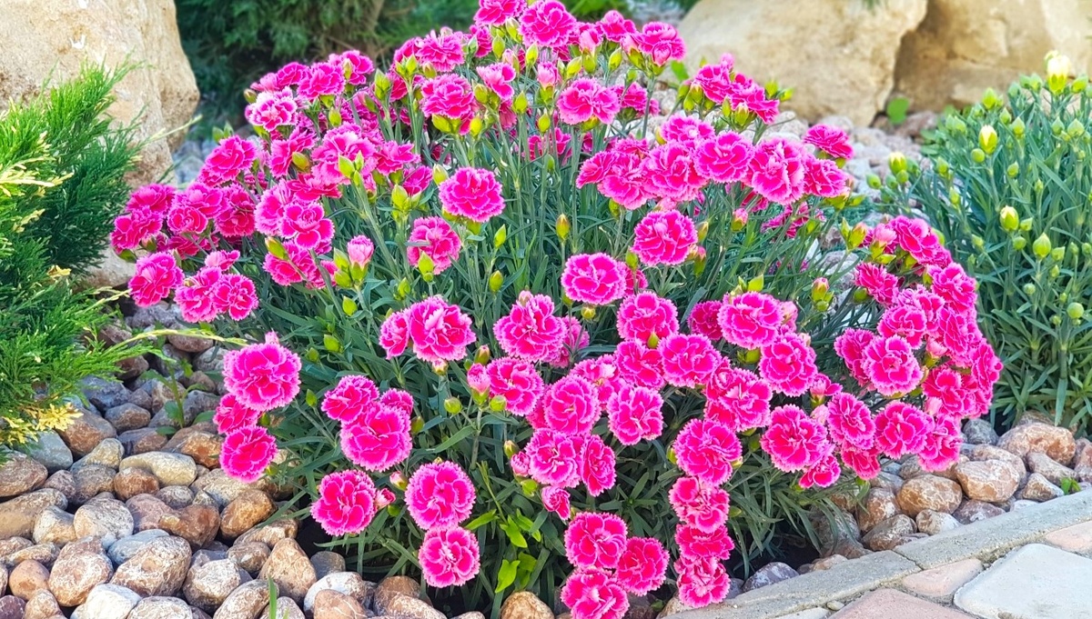 Гвоздика Шабо.