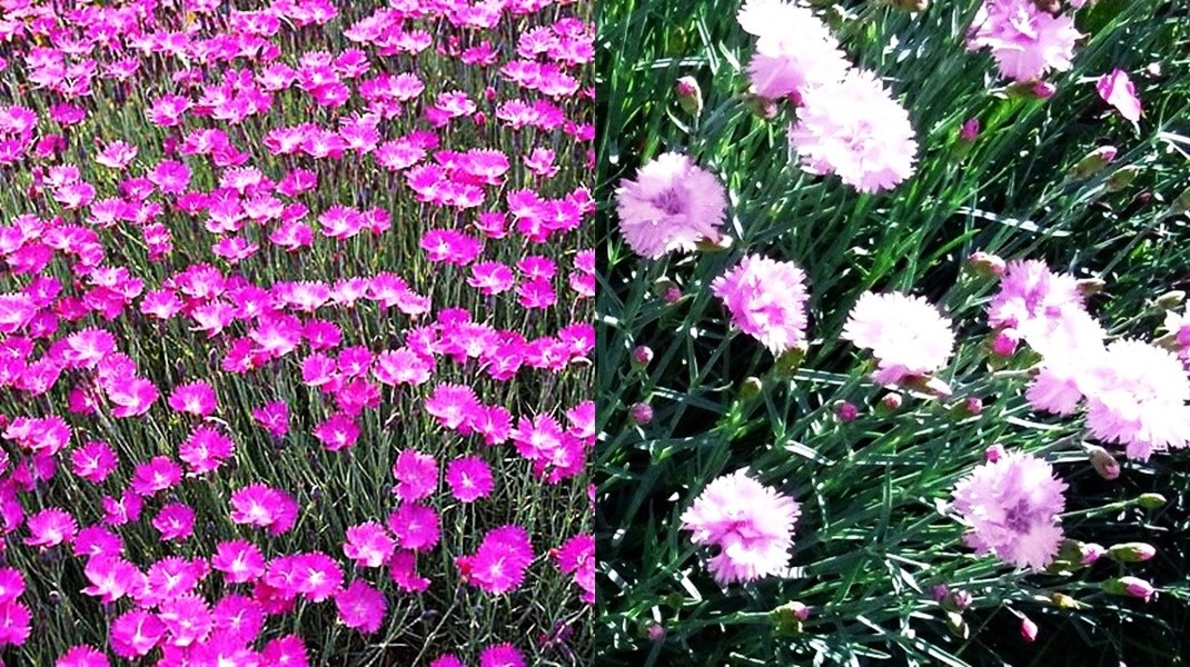 Листайте галерею для просмотра фото. Гвоздика травянка и перистая.