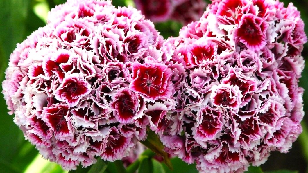 Гвоздика турецкая.