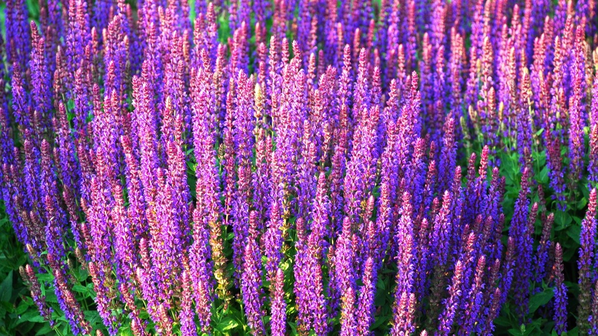 Листайте галерею для просмотра фото. Шалфей.