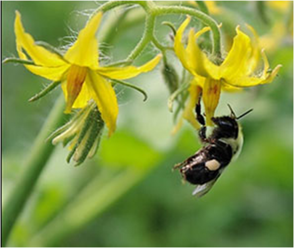 Шмели (Bombus) играют важную роль в экосистеме, принося пользу растениям и людям. В чем же польза этих насекомых? ✔️ Опыление растений. Шмели являются одними из самых эффективных опылителей.-2