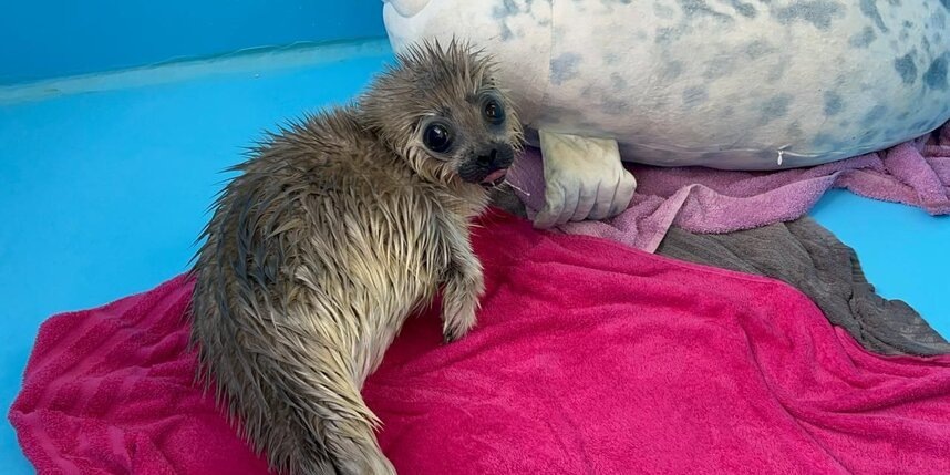    Балтийская нерпочка полностью готова к самостоятельной жизни.Пресс-служба ГУП "Водоканал Санкт-Петербурга"