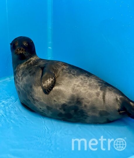    Балтийская нерпочка полностью готова к самостоятельной жизни.Пресс-служба ГУП "Водоканал Санкт-Петербурга"