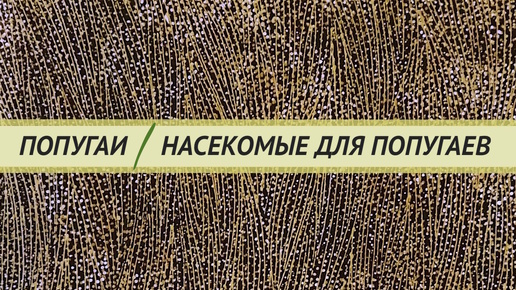 Насекомые для попугаев. Сухие, живые, замороженные. Ответы на вопросы о кормлении насекомыми.