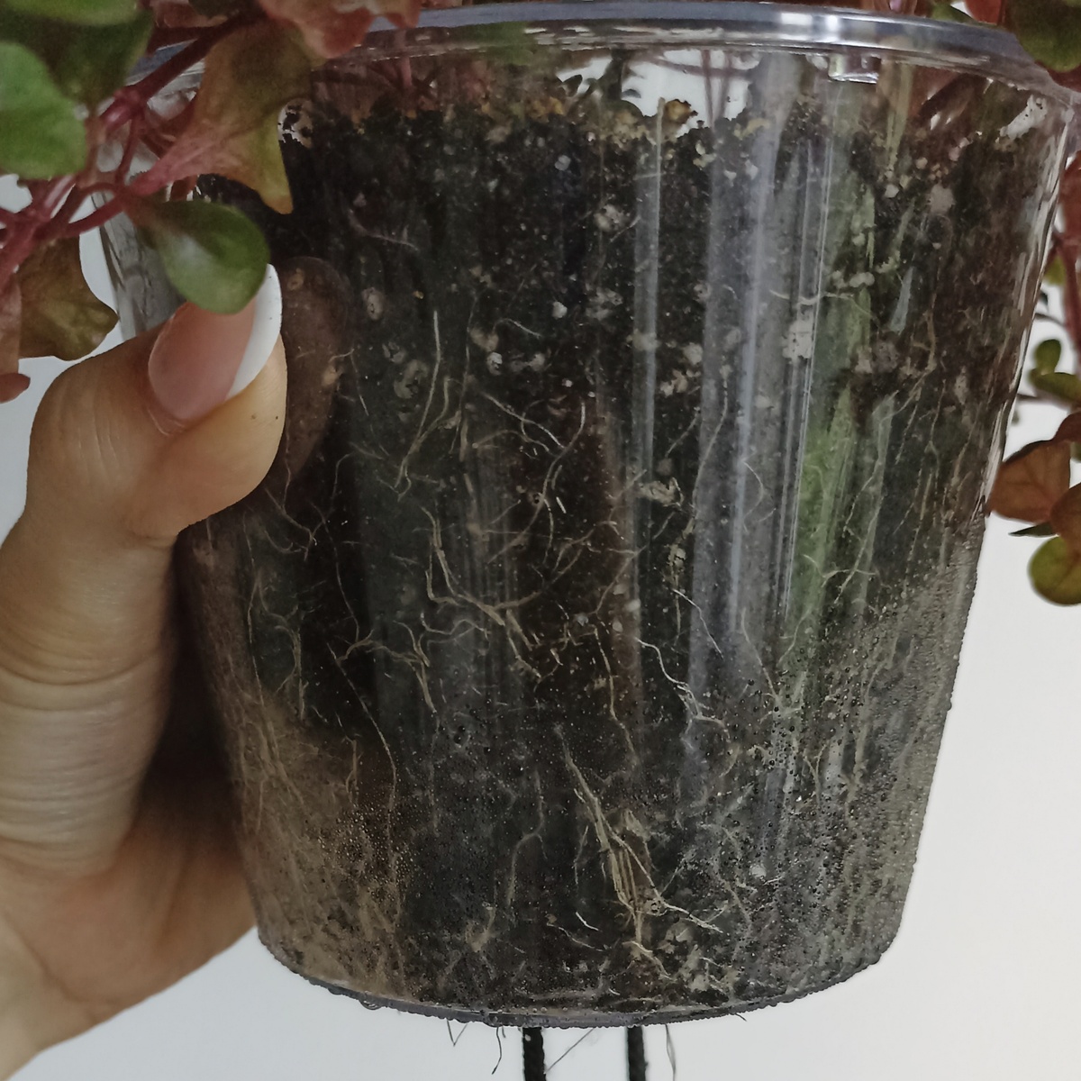 Корни, оплетающие почти весь объем грунта - один из факторов успеха