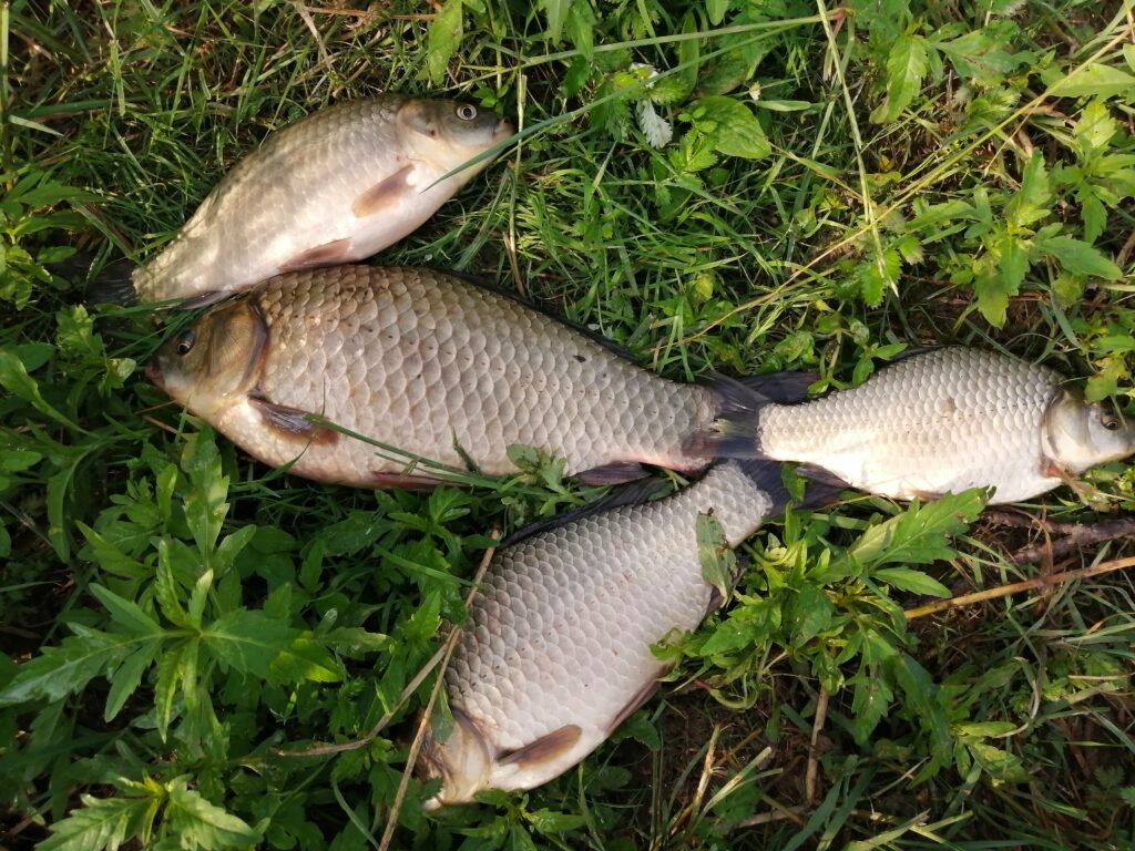 Рыбалка на карася.