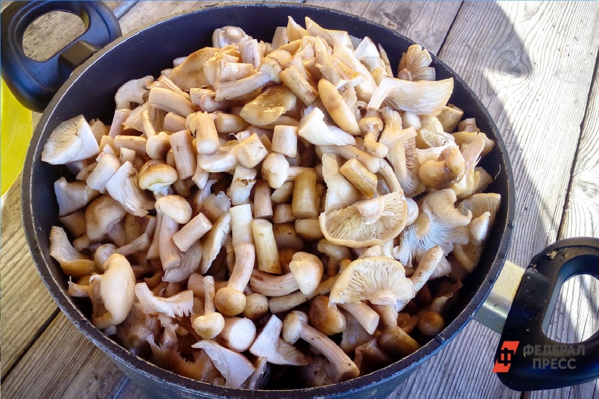 Рассказываем о грибных местах региона.  Фото: Фото: ФедералПресс / Дарья Сеймовская