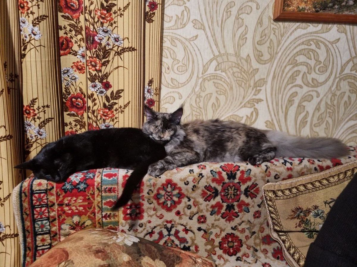 "Моя любииимая попа" - подумала Нюшка. "Ну что? Опять?!" - подумала Амелия