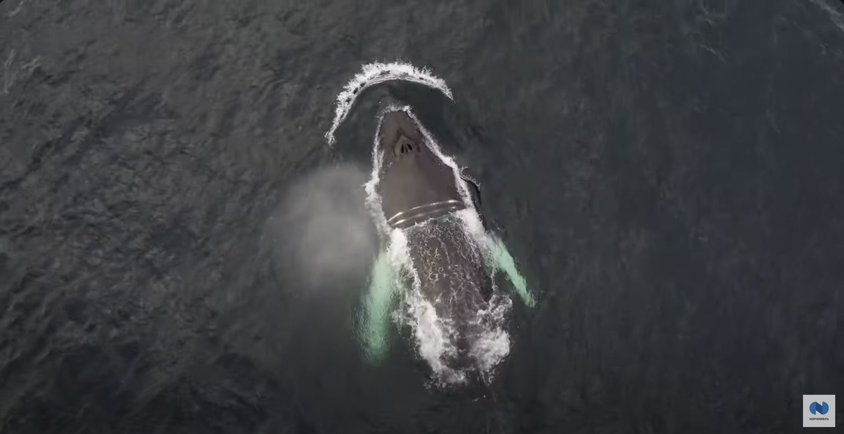 Тут видно серебристые полоски сети, которые сдавливают тело кита. Скриншот из видео с канала "Норникель". https://www.youtube.com/watch?v=EmbC8ODraFo