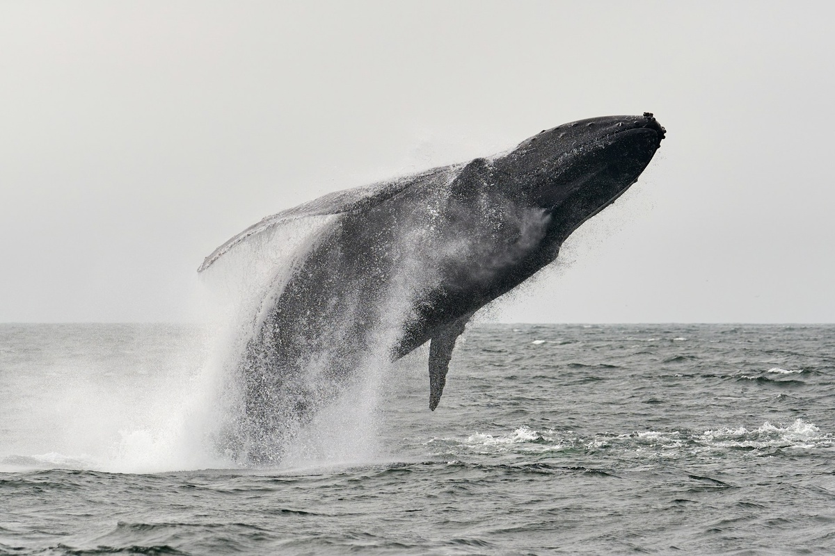 Горбатый кит. Автор фото: Mike Doherty on Unsplash