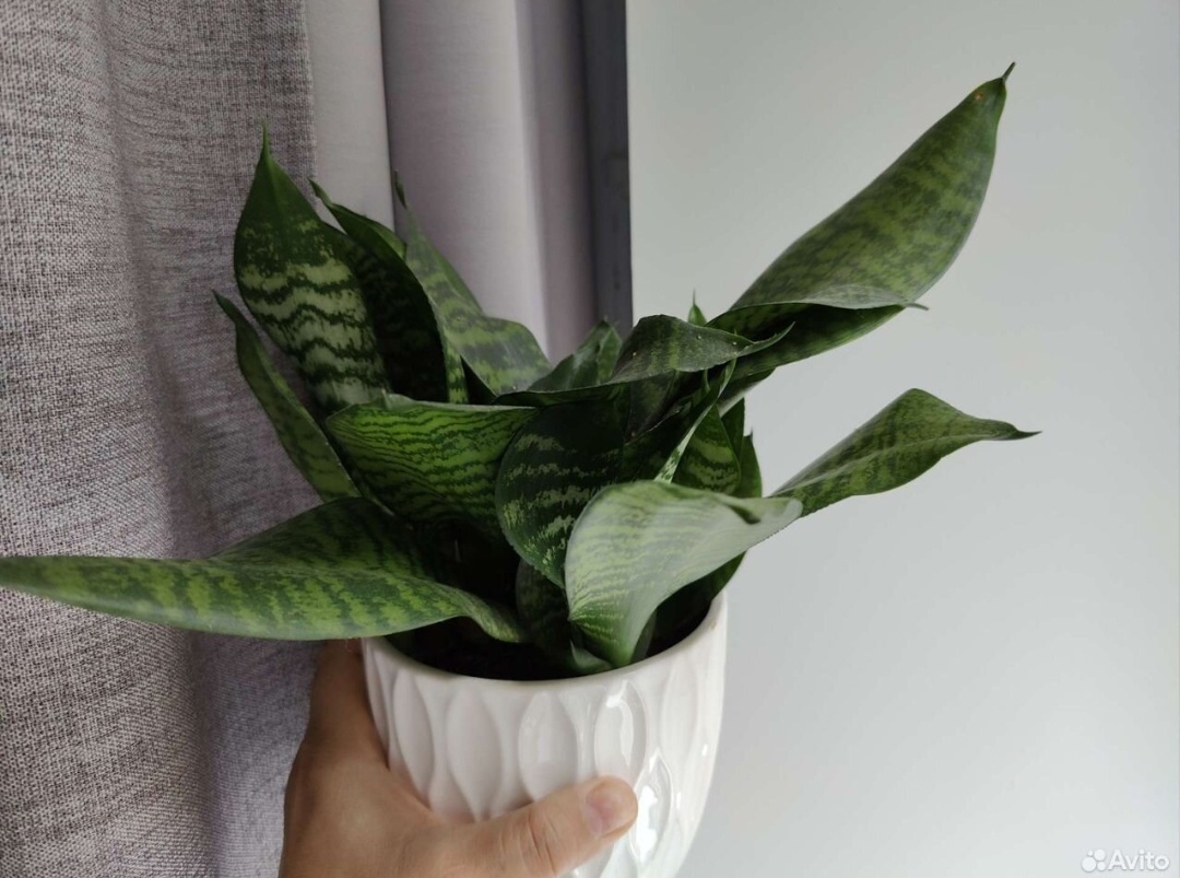 Именно этот экземпляр я продала за 250 рублей без горшка с открытой корневой системой.