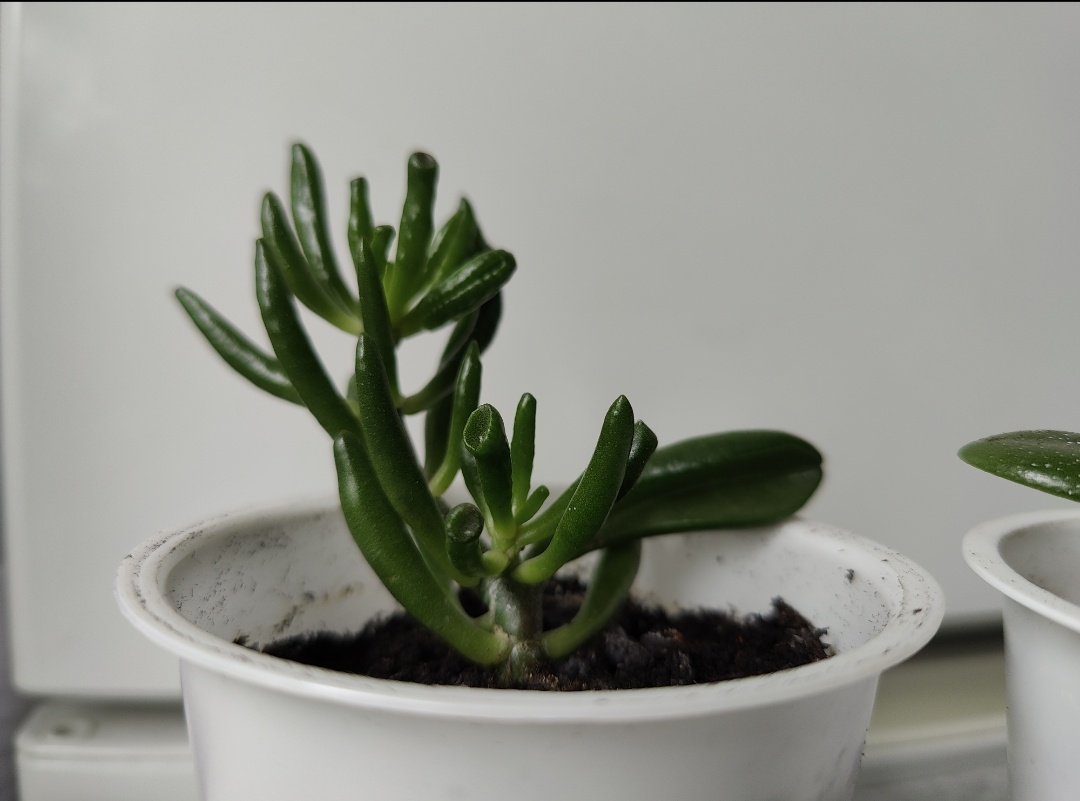 Этот отросток я продала за 50 рублей.