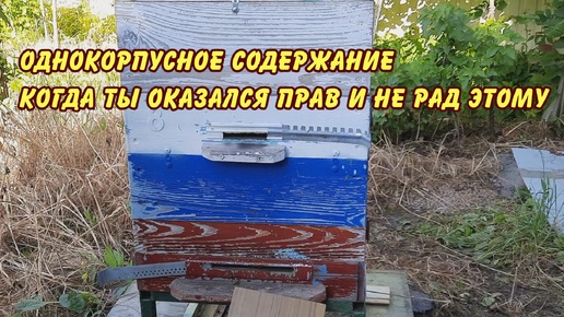 пасека, однокорпусное содержание когда ты оказался прав и не рад этому, пчеловодство