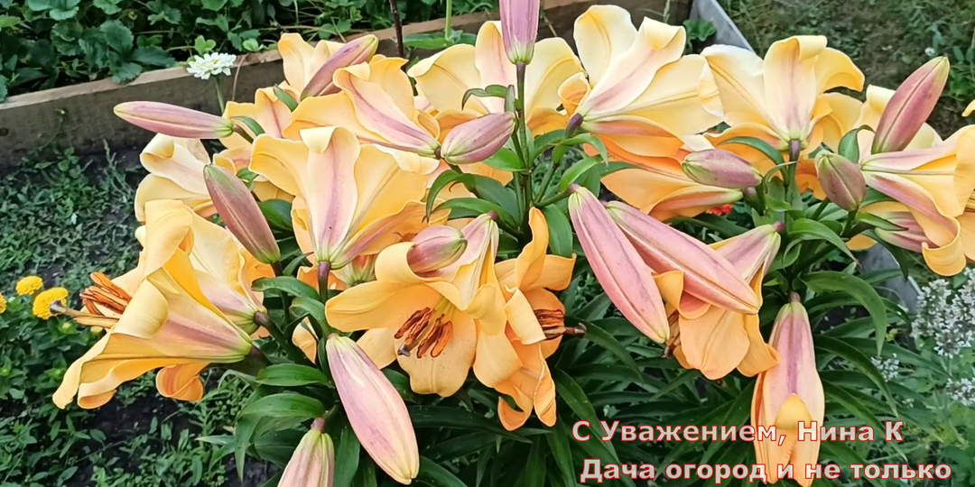 После подкормки Лилии цветут долго и огромными яркими цветами! Подкормка Лилий во время Бутонизации и Цветения