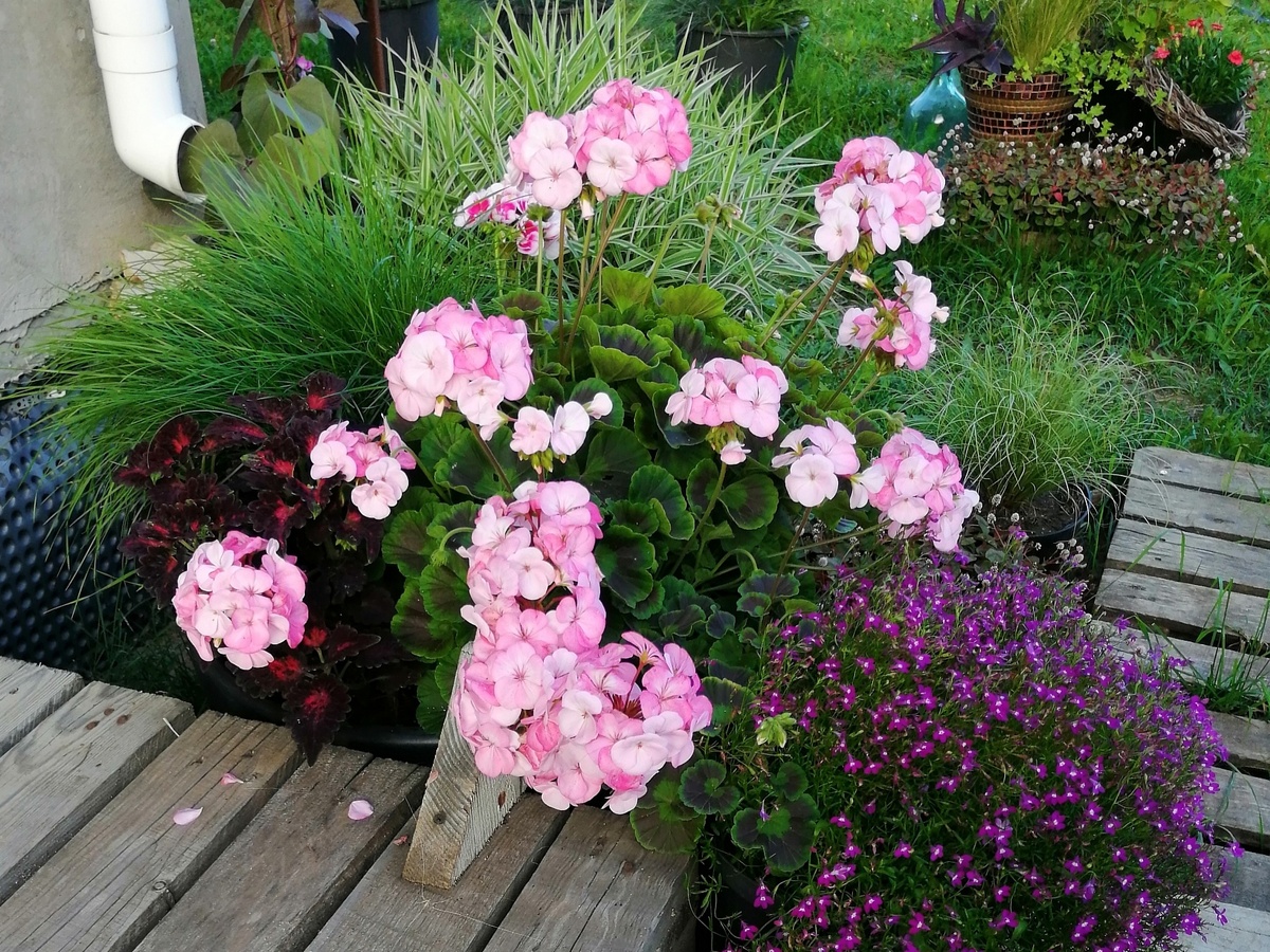 Абсолютно все растения моего контейнерного сада растут в грунте с гидрогелем 