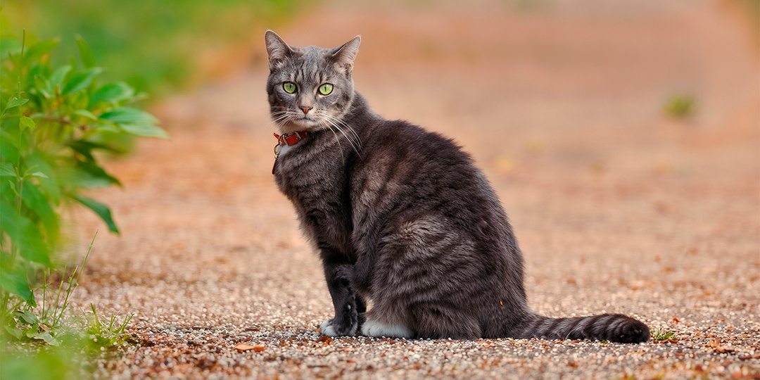 Дождись меня, Мура