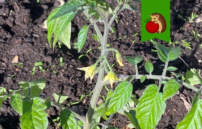 Томаты зацвели еще дома, после пересадки они могут сбросить цветки, но если организовать им грамотный уход – все будет!