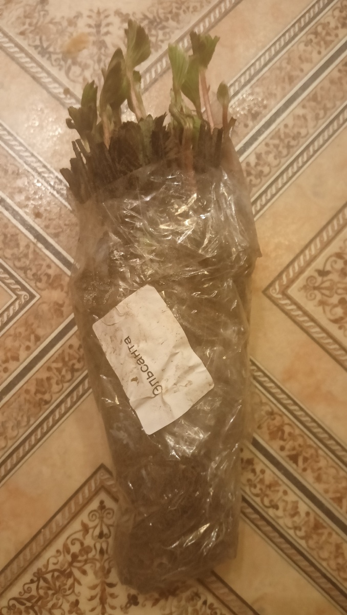 Пришла поставка. Начинаем разбор по заказчикам 