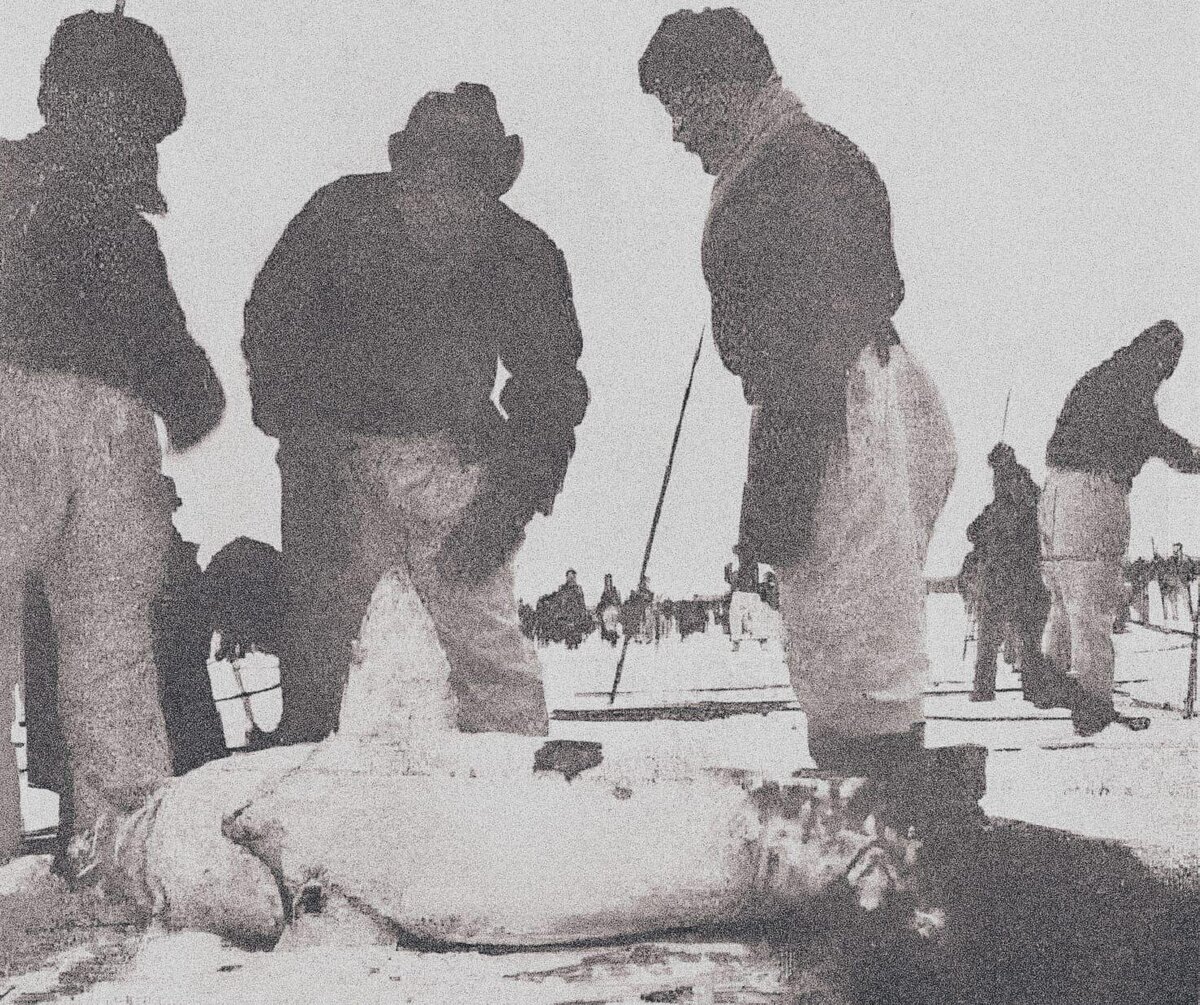 Белуга поймала в Урале