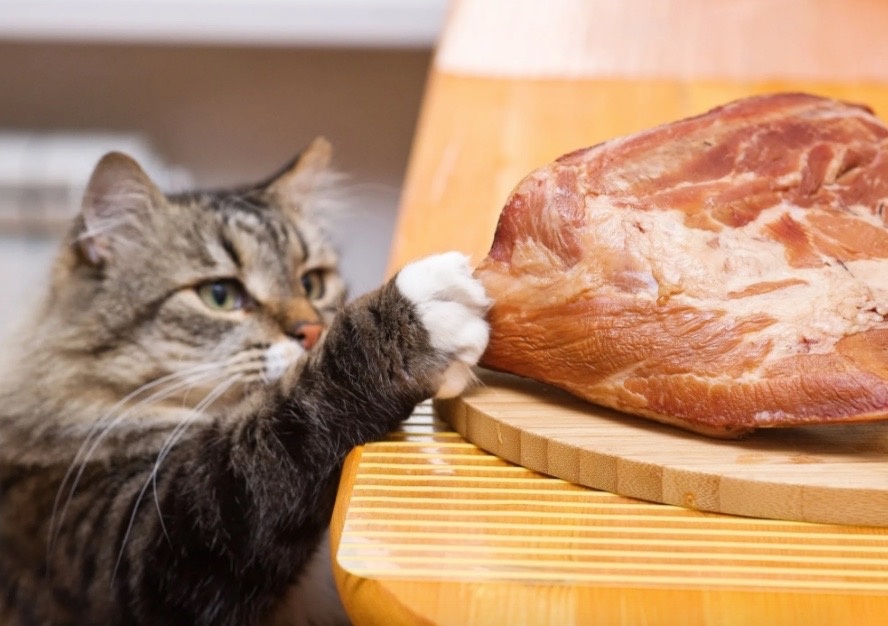 Даже котики любят такое мясо.