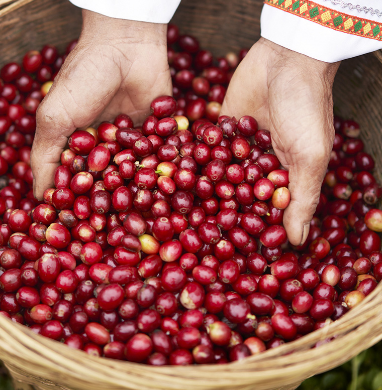 Фото Сага Luckin Coffee