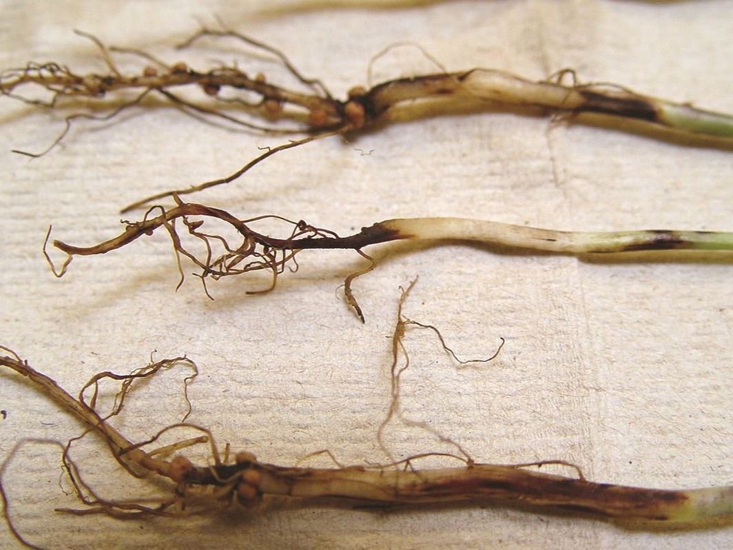 Черная ножка. Фото: dom-semena.ru