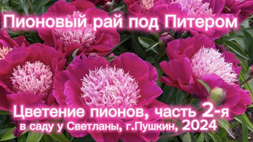 Пионовый рай под Питером. Цветение пионов часть 2-я. В саду у Светланы, г.Пушкин, 2024