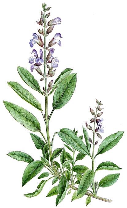 Шалфей лекарственный 